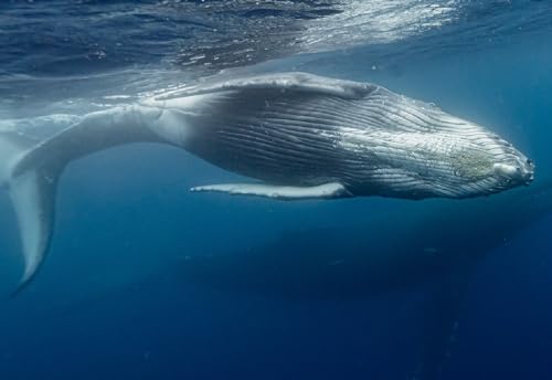 [Amazonふるさと納税チケット・サービス][奄美大島北部]ホエールウオッチング 3時間 ※1月中旬から3月下旬まで※ ホエールウォッチング ザトウクジラ ツアー クジラ 船