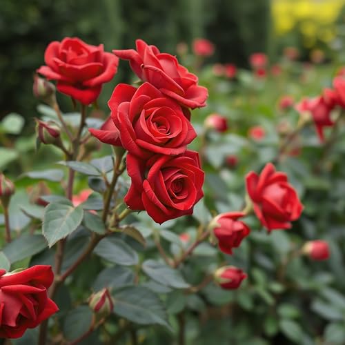 Rosa arbusto rojo de raíz desnuda para decorar bordes de jardín 7