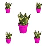 5 Pack Snake Plant Black Gold in 4in Pot - Live Plants Tropical Houseplants | Variegated | USA Growers | The Snobby Leaf