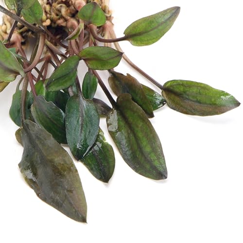 K2AQUA Cryptocoryne Florida Sunset Live Aquarium Plant Unique Pink Yellow Green Hues Easy Care Low Maintenance Foreground Midground Freshwater Tank Natural Decoration Beginner Friendly