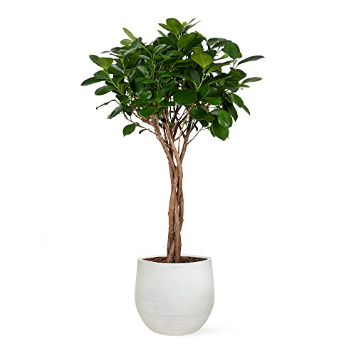 Ficus Moclame o Laurel de Indias | Planta natural de interior con altura de 70-80 cm y en maceta de 17ø | April Plants