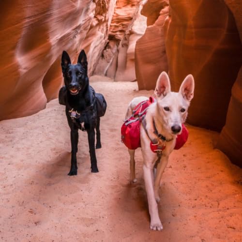 Kurgo Baxter Hunderucksack mit Geschirr - Abenteuer Rucksack - Ergonomische Rückenstütze - Ausbalanciertes Design - Langlebiger Wanderrucksack, Hundezubehör - Baxter (13-39 kg) - Chili/Barn Red