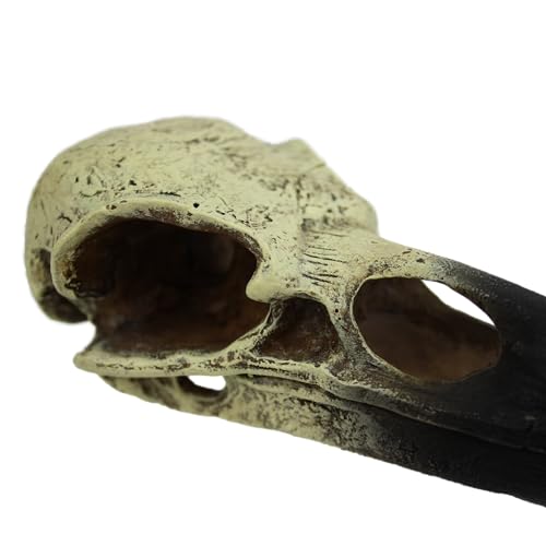 Komodo Raven Skull - Medium