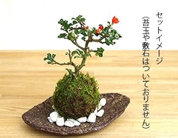 苔玉・苔 endo 苔玉・苔 endo MYK】KOKEDAMA-kubo 苔玉-窪 | 丸三安田瓦工業
