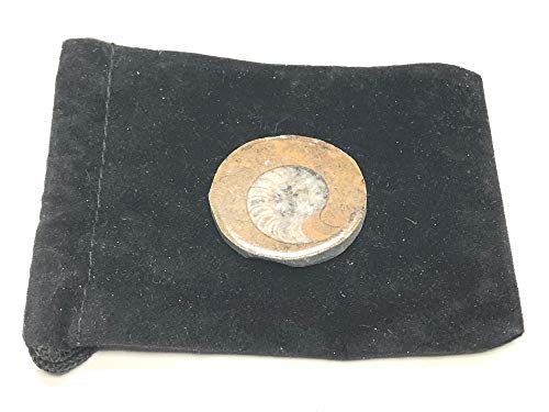 Image of Ammonite Button Fossil 1.5 inch with Velvet Bag