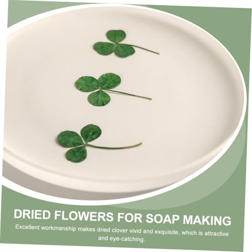 Hojas de Trébol Secas Prensadas Natural 24 unidades miniatura 4