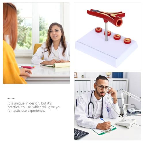 Modèle anatomique cardiovasculaire Operitacx avec finition fine pour étudiants
