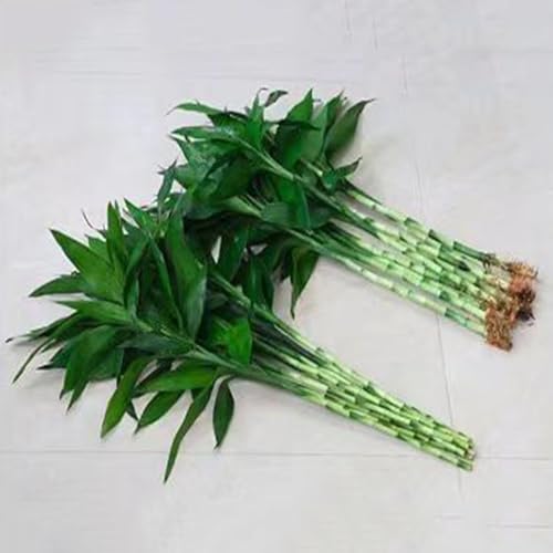 semillas de bambú de la suerte planta de bambú semillas de plantas camas elevadas para jardín, plantas de jardin Semillas para techo verde en macetas Plantas decorativas Planta de 60pcs