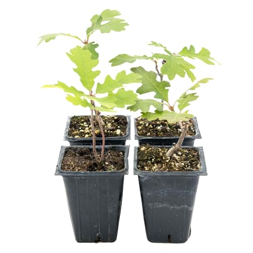 4 Gambel Oak Saplings in 3.5” Cubes | Live Native Shrub Oak Tree with Colorful Foliage, Acorns & Dense Branching | Cold-Hardy Plant for Privacy, Shade, Yards & Landscaping (Quercus gambelii)