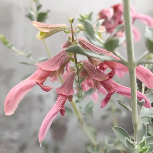 salvia comprare semi, giardino tappezzanti di salvia resistenti balcone giardino per aiuole rialzate, per luoghi 30pcs