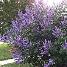 Aachondra 50 semi di lavanda Vitex Castus Tree