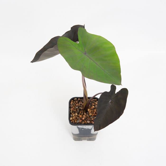 pot for indoor plants Smart Automatic Plant Watering System  No Daily Watering