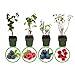 Produktbild Mein schöner Garten Beeren-Set  Bestehende aus Himbeere Blaubeere Brombeere und Johannisbeere  Beeren Strauch für Garten, Terrasse und Balkon  Beeren-Set mehrjährig und immergrün