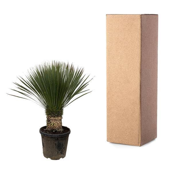 Yucca Rostrata 100 cm – Ø 38 cm – egzotyczna roślina pustynna z niebiesko-szarymi liśćmi – łatwa w pielęgnacji roślina pokojowa i doniczkowa do salonu, na taras i do ogrodu