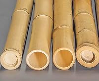 10er Set Moso Bambusrohre 300cm, 6-7 cm Durchmesser, gelblich gebleicht – Ansicht 6
