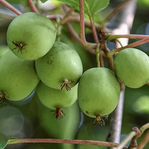 Fruit Seeds For Planting Hardy Kiwi Vine Seeds 20 Pcs Non-Gmo Organic Delicious Actinidia Arguta Seed Easy Grow Nutritious Kiwi Fruits Seeds #TOP1