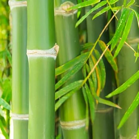 50pcs Bamboo Tree Seeds