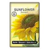 Sow Right Seeds - Sunspot Sunflower Seeds for Planting - Grow Giant Sunflowers in Your Garden - Non-GMO Heirloom Packet Instructions for Growing - Outdoor Sunflower Garden - Bright Yellow Blooms(1)