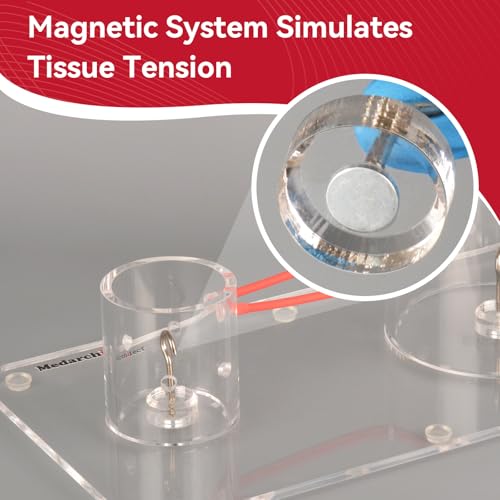 Image of Medarchitect Surgical Knot Tying Trainer Kit,Dual-Container,Surgical Suture Simulator Tool for Medical Students,Medical Students to Master Knotting Techniques