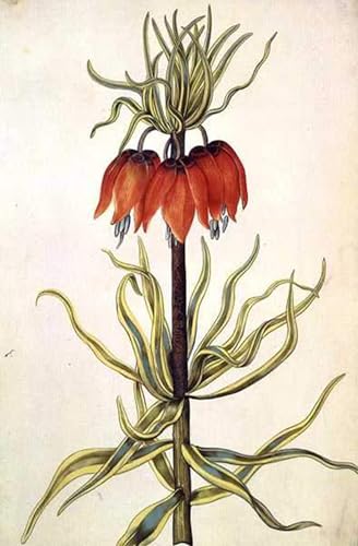 Tableau Murale Art Fritilleria Nicolas Robert, affiche déco de qualité musée 60x90cm