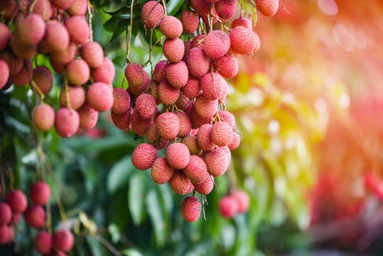 Litchi plant grafted hybrid (1 healthy live plant) (B0C5ZKBZSY) Amazon Price History, Amazon Price Tracker