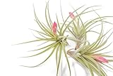 (Pack of 5) Tillandsia Stricta Aeranthos Hybrid Air Plants - Blooms Vary Due to Seasonality - Wholesale and Bulk - Succulents - Live Tillandsia - Easy Care House Plants by Air Plant Shop