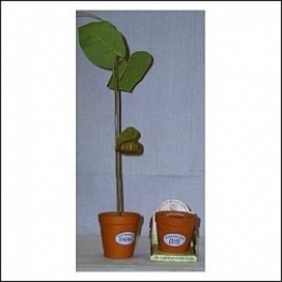 World First Plant Your Name