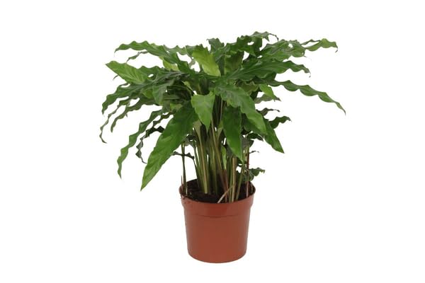 Calathea Bluegrass planta purificadora para espacios interiores sin sol directo