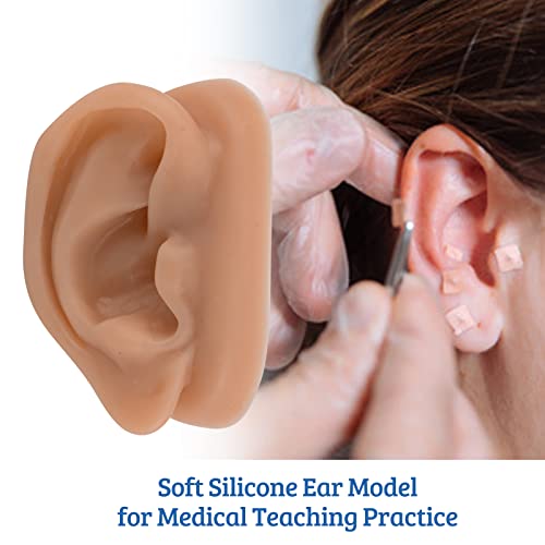 SimCoach Acupuncture Ear Model, Right Artificial Ear Replica for Auricular Therapy Teaching, Piercing Practice, Hearing Aids, Jewelry Display (Brown)