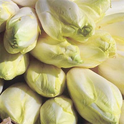 Buy4seeds 400 Seeds Chicory Brussels Witloof Useful Easy for Grow Garden