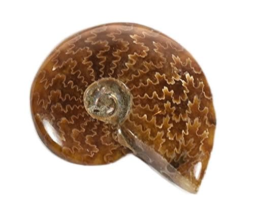 1PC 50mm Sutured Pattern Ammonite Fossil Shell Polished Natural Fossilized Ammolite Gemstone Crystal Mineral Specimen - Madagascar