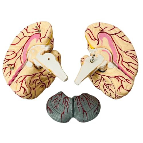 Image of Premium Life Size Adult Human Brain Anatomical Model with Arteries | Dissectible Into 8 parts | Perfect Detailed Anatomy for Medical Students, Doctors and Training