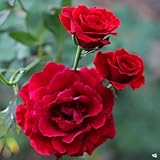 Don Juan Climbing Rose Live Plants | Pack of 2 | 5-9' Tall | Deep Velvet Red Fragrant Flowers | Fast-Growing Outdoor Trellis & Arbor Vine | Romantic Vertical Garden