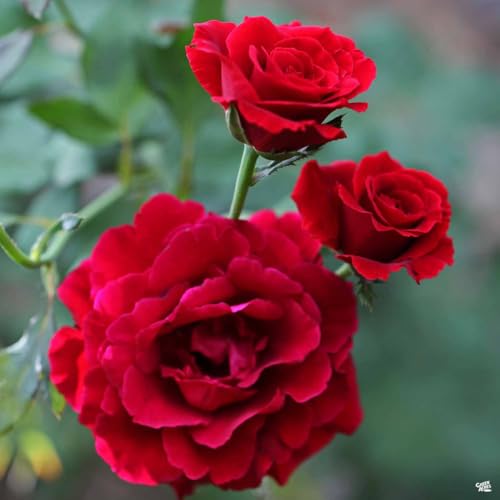 Don Juan Climbing Rose Live Plants | Pack of 2
