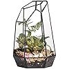 NCYP Mini Terrarium 12,7x6x17,8cm - Glas Gehege Für Springspinnen & Pflanzen