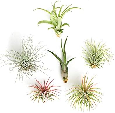 Shop Succulents | Assorted Collection of Live Air Plants, Hand Selected Variety Pack of Air Succulents | Collection of 6