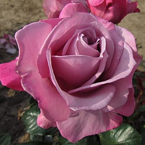 Silver Shadow Hybrid Tea Garden Rose Bush Cover