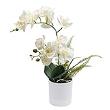 Diese Orchidee kann Ihren Raum grün und frisch bringen, so dass sie in Haus und Büro beliebt sind. Fügen Sie einen hellen Fleck zu jedem Raum hinzu.