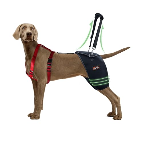 Support Dorsal Pour Chien - Attelle Hanche Et Dos IVDD Avec Anneau D Et Bandes Réfléchissantes