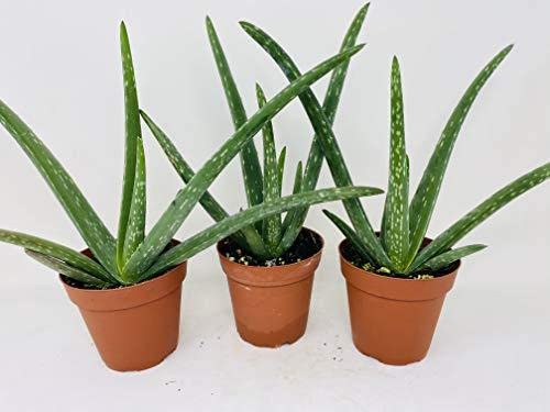 Live Aloe Vera Indoor House Plant in 4" Grow Pot