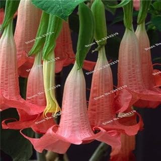 New 100Pcs/Bag Rare Campanula Seeds,Campanula Chile Rosea,Flower Campanula,Chilean Bellflower,Evergreen,Plant for Home Garden