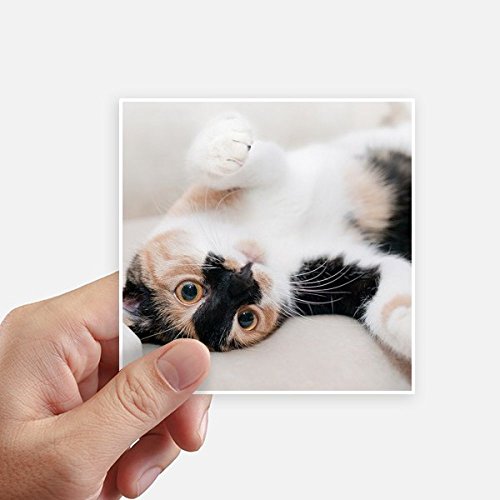 Sticker Kitty Cat Stripes pour masquer les rayures de valise et customiser un PC portable - 2