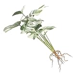 STOBOK