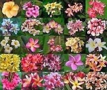 Plumeria Rubra Seeds 50+ SEEDS G71 FRANGIPANI ASSORTED MIXED SET
