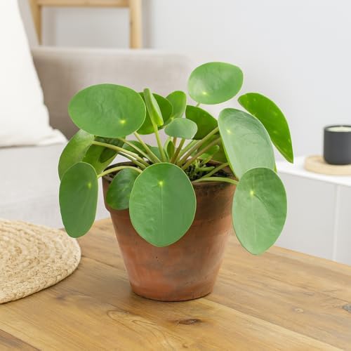 Pilea Peperomioides - Planta de panqueques en maceta para interio...
