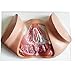 FSFF Modello perineale Femminile Modello pelvico Femminile Vulva Urina Triangolo genitale Ano Modello del Sistema riproduttivo Modello anatomico Completo, per Anatomia, Arte