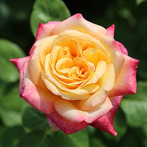 Love & Peace Rose Bush