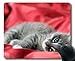 Produktbild Mauspad, niedliche Katzen-Mauspad für Tiere, Mauspad für Computer cat235