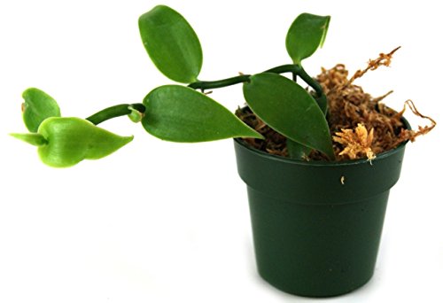 Josh's Frogs Vanilla planifolia