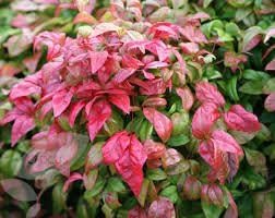 3 Gallon NANDINA Firepower - Dwarf Evergreen That Has an Upright Crown Appearance. Very Colorful Lime Green Foliage Tinged with Orange and Red in Summer, Turning Fully Red in Fall/Winter